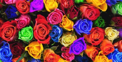 Every Color of Rose Has a Different Meaning, Learn Here