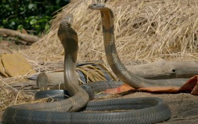 Two snakes fought for a serpent, video went viral