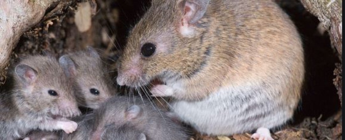 Another Threat: Who is at greater risk of Lassa fever, know how to avoid it