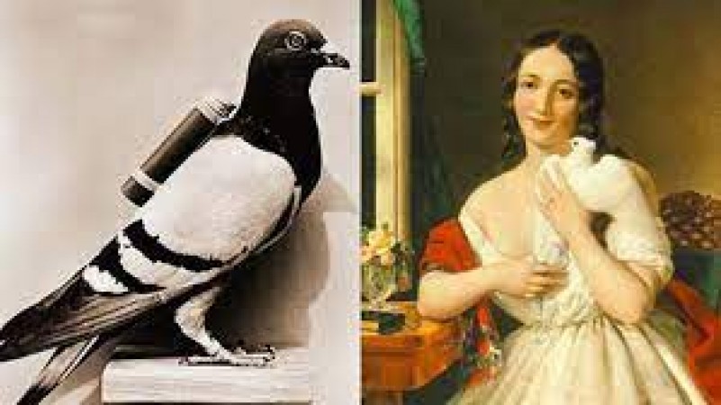 Why were pigeons used to send letters, the truth will surprise you
