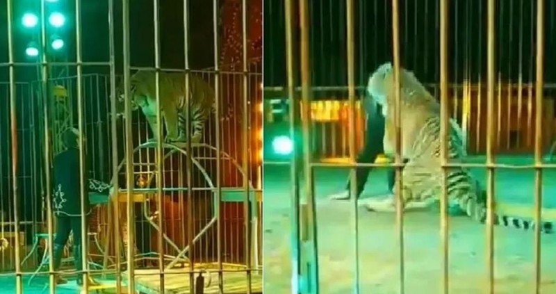 Suddenly circus tiger attacked trainer, you'll be shocked watching video
