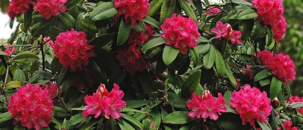 Rhododendron is a treasure of health, know the best benefits