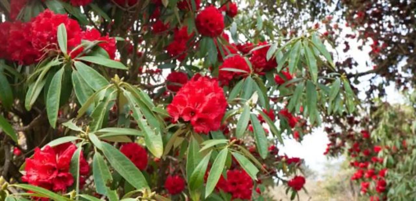 Rhododendron is a treasure of health, know the best benefits