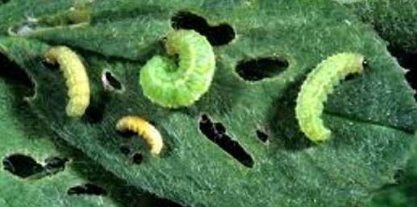 These harmful pests damage crops, know how to protect them