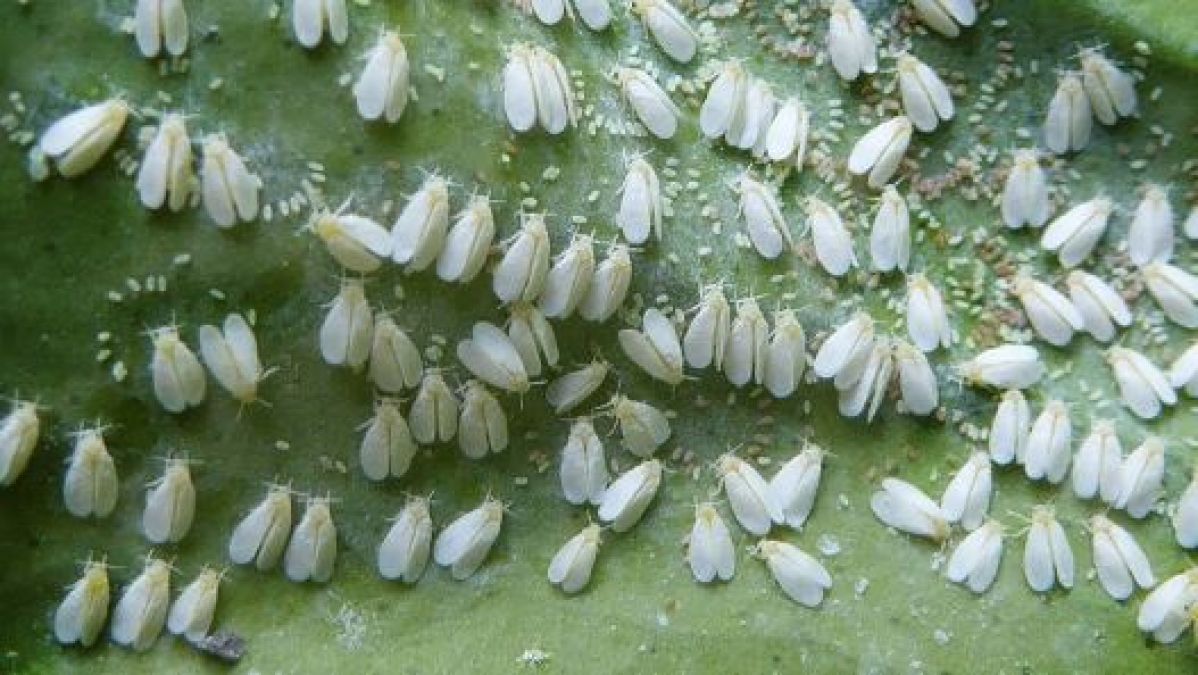 These harmful pests damage crops, know how to protect them