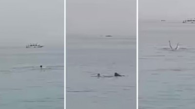 Suddenly a shark swallowed a man alive, watch VIDEO