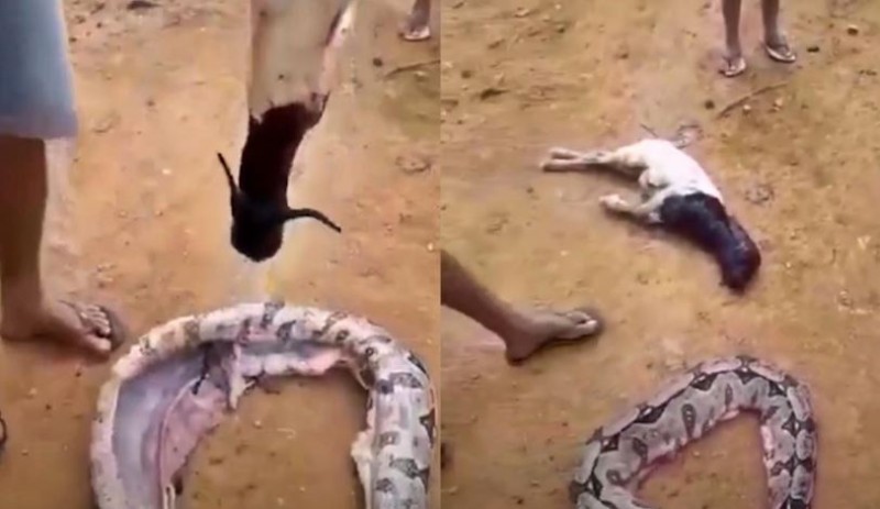 People tear the stomach of a giant snake, eyes were torn after seeing such a thing coming out from inside