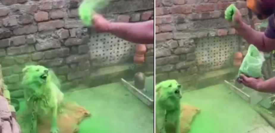 Video: जंजीर से बंधे कुत्ते के साथ क्रूरता, चेहरे पर युवक फेंकता रहा गुलाल
