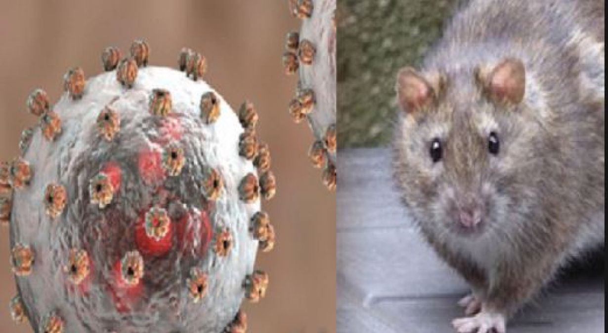 This is the most serious and dangerous symptom of Lassa fever, know treatment for this disease