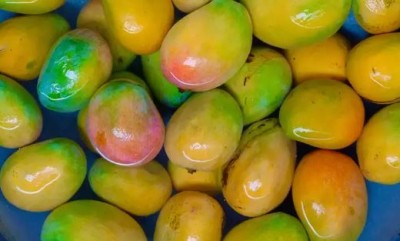 Mango should be kept in water for 30 minutes before eating, know why?