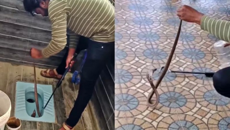 VIDEO! बाथरूम में छिपा बैठा था किंग कोबरा, फिर जो हुआ वो देखकर छूटे लोगों के पसीने