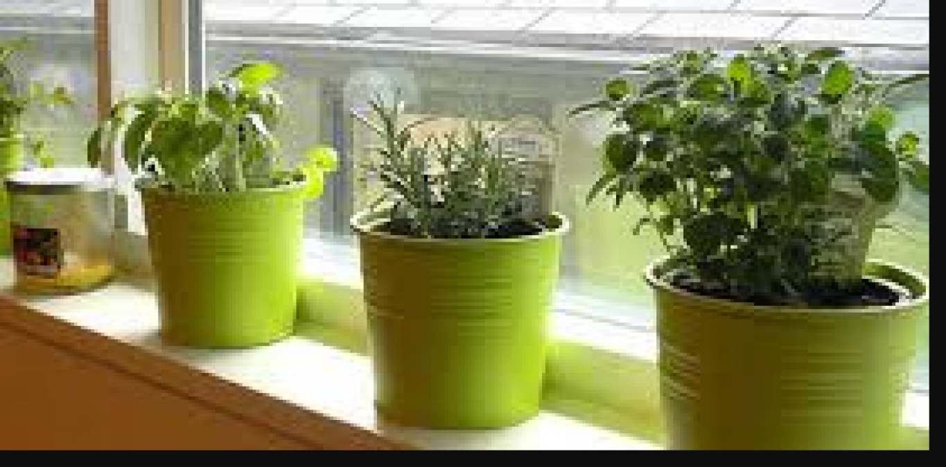 Plant these herbs at home; Know benefits