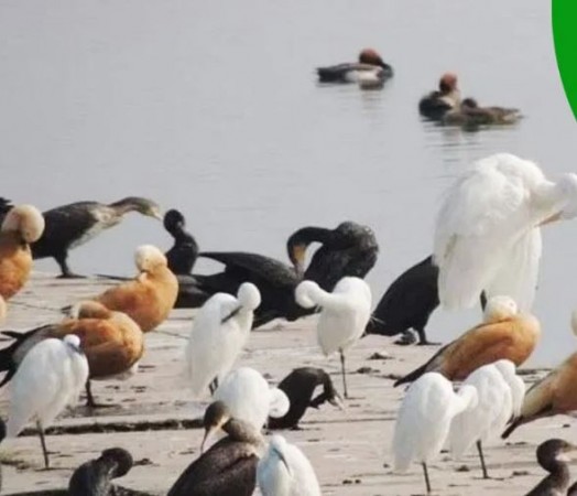 Uttarakhand's Asan Bird Century That Will Win Your Heart