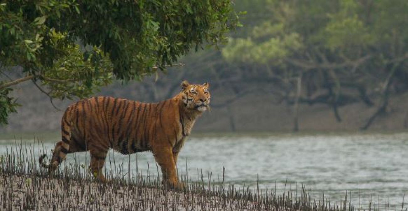 पसंद करते हैं जंगल तो एक बार जरूर जाए सुंदरबन