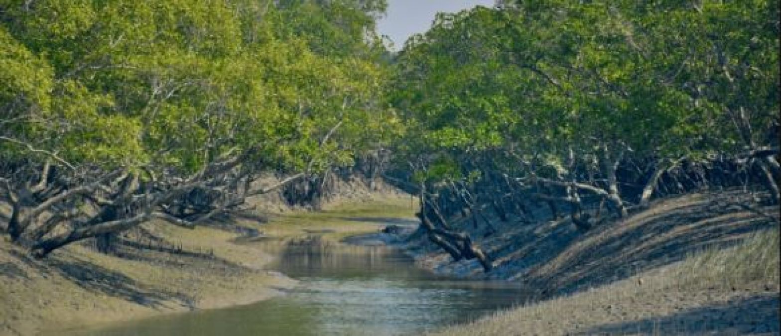 पसंद करते हैं जंगल तो एक बार जरूर जाए सुंदरबन