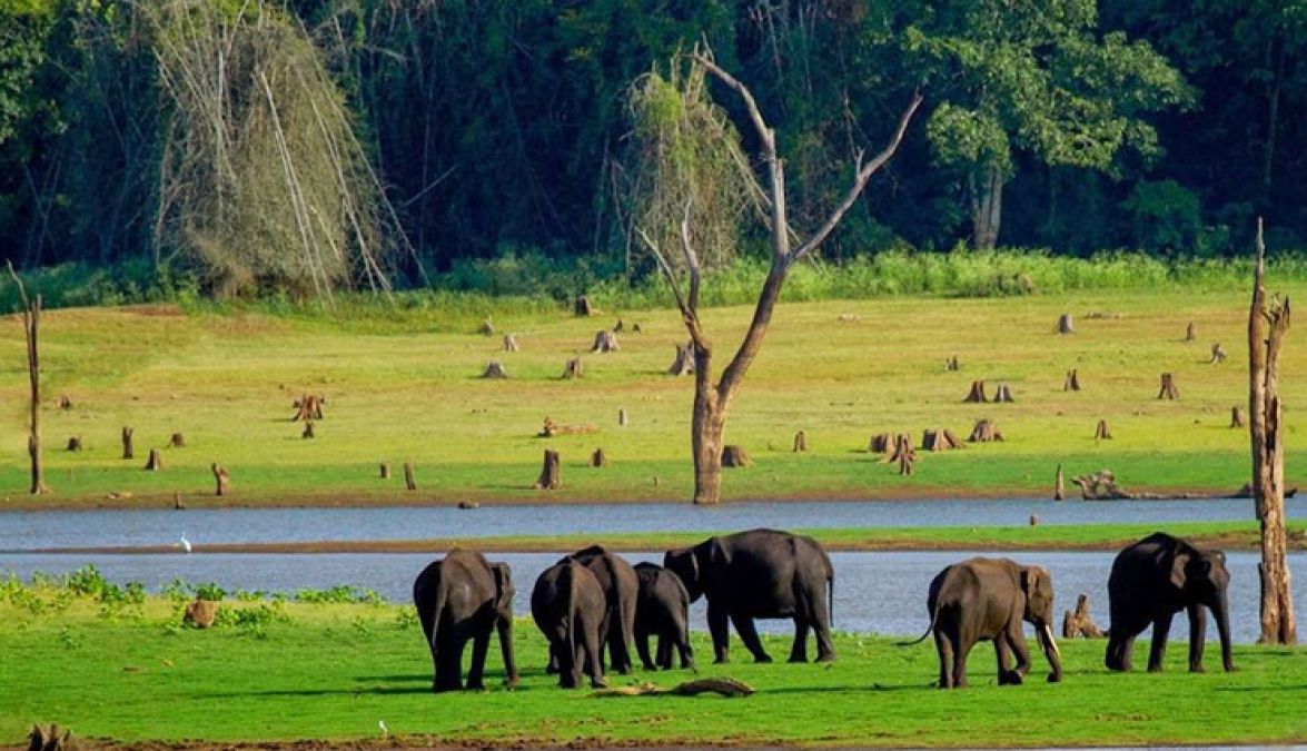 These jungle safaris are the best to visit in monsoons