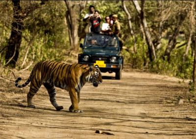 These jungle safaris are the best to visit in monsoons