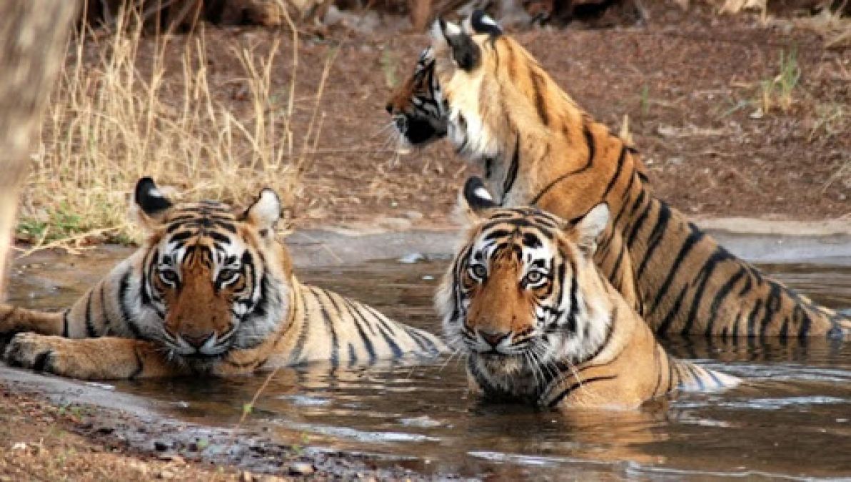 Enjoy the virtual tour of India and South Africa National Park