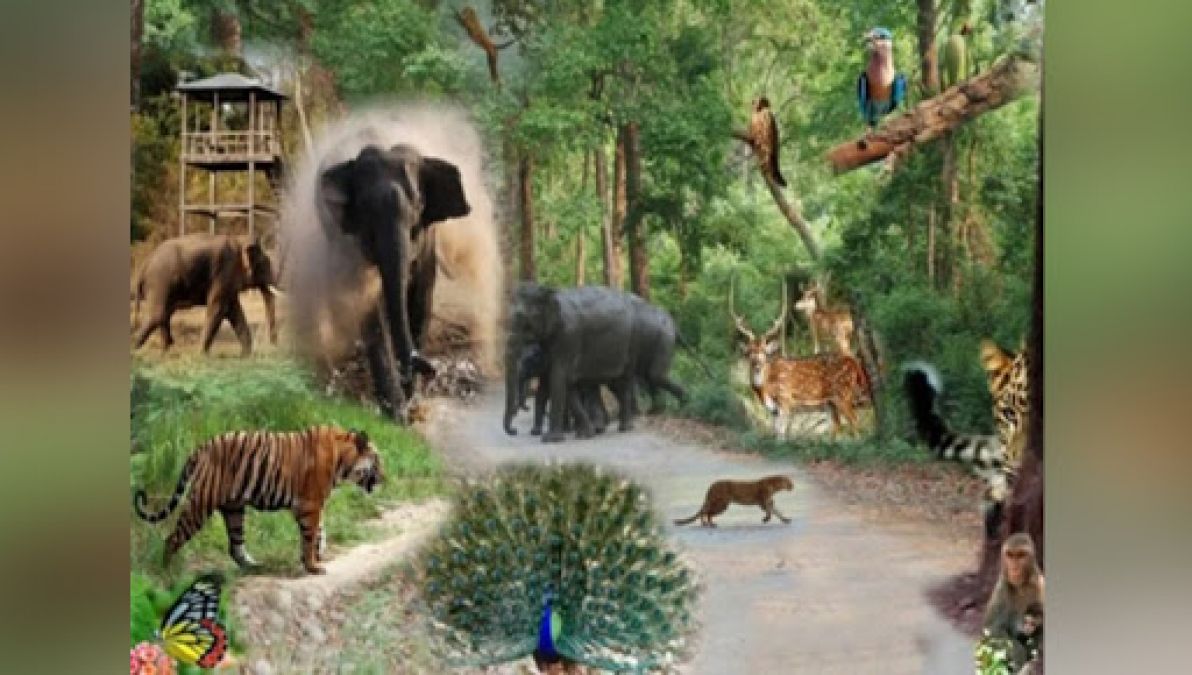 Enjoy the virtual tour of India and South Africa National Park