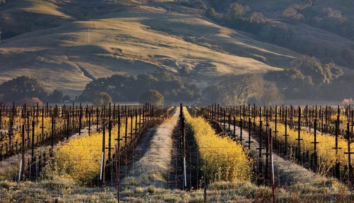 Visit California: The Best Destination for wine lovers