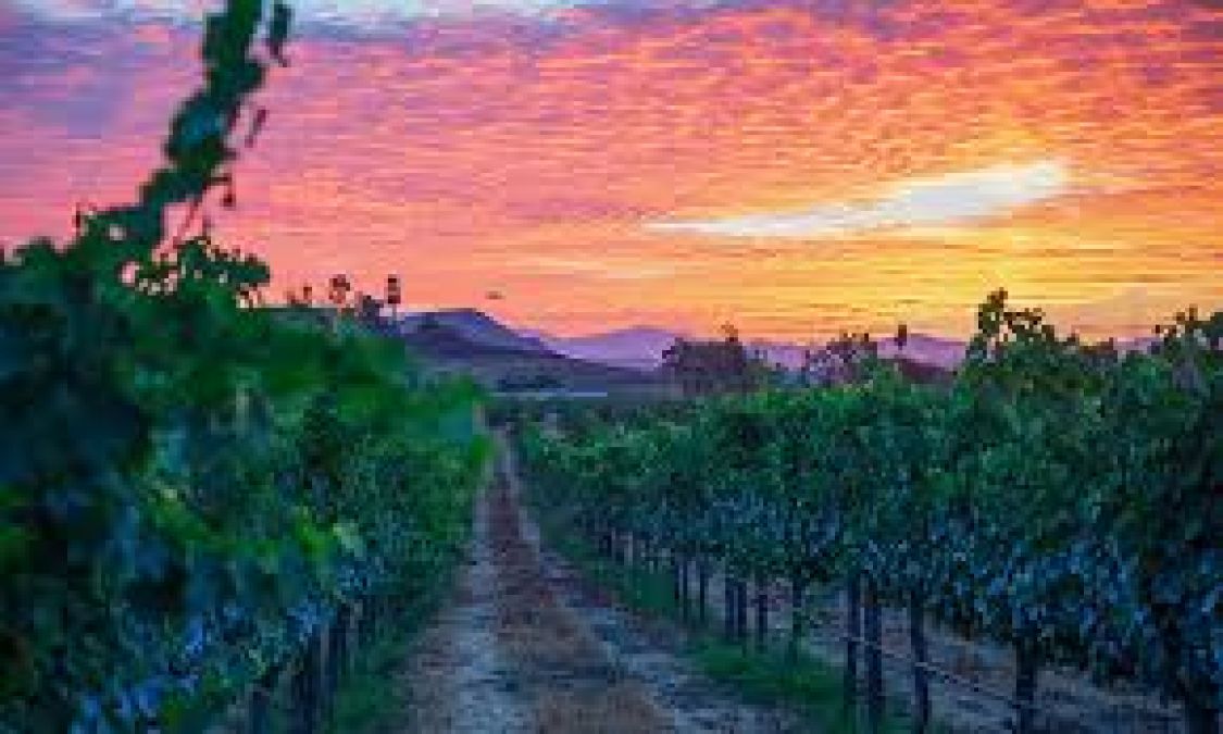 Visit California: The Best Destination for wine lovers