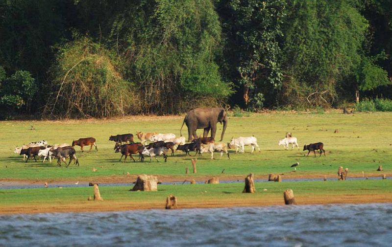 वाइल्ड लाइफ के शौक़ीन है तो ज़रूर जाये नागरहोल नेशनल पार्क