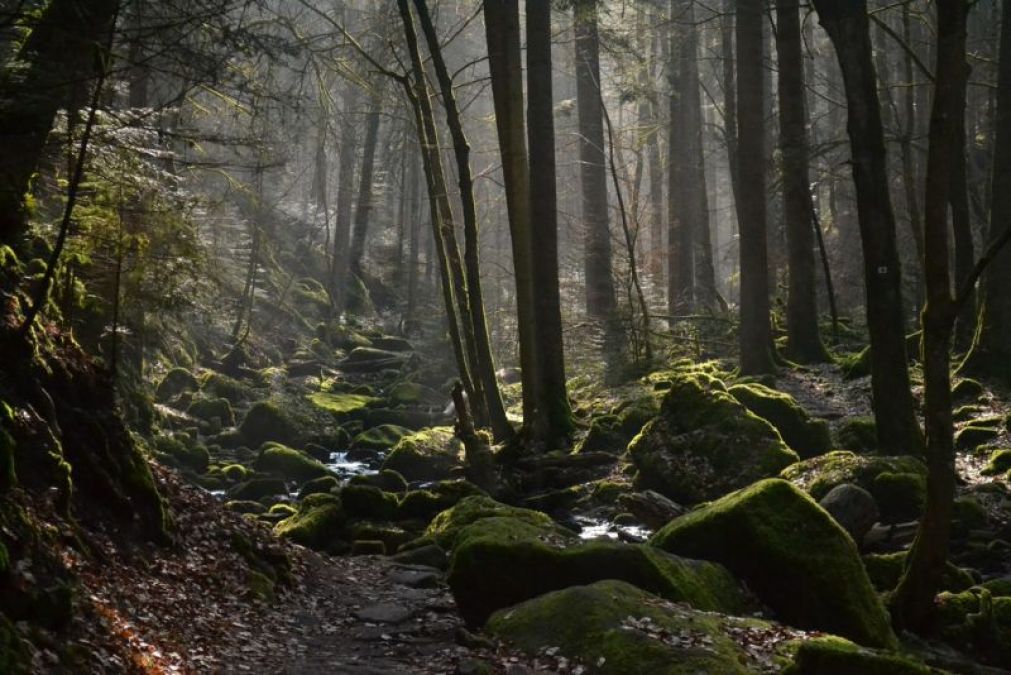 Beautiful forest of Germany remains surrounded by dark