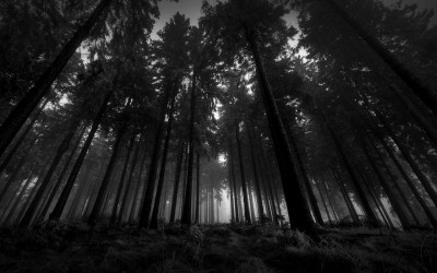 Beautiful forest of Germany remains surrounded by dark