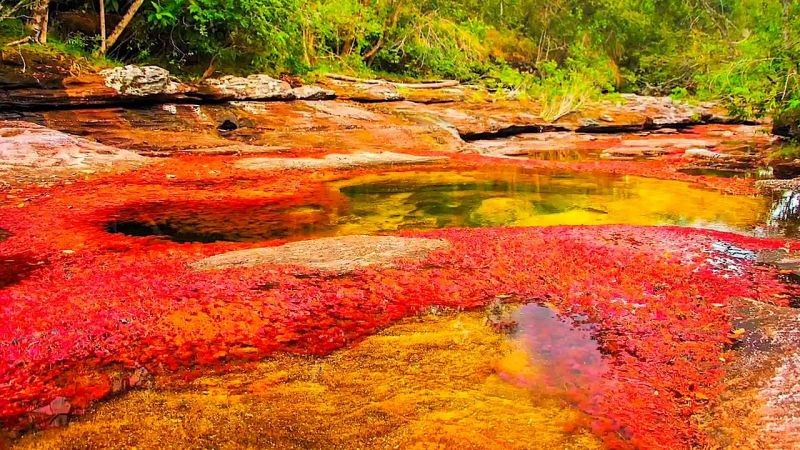 कोलंबिया में मौजूद है रंग- बिरंगी नदी
