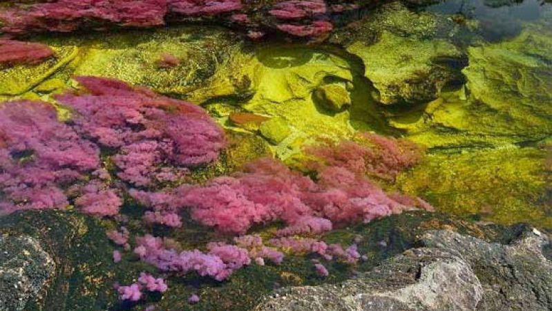 सात रंगों से सजी है दुनिया की सबसे खूबसूरत नदी