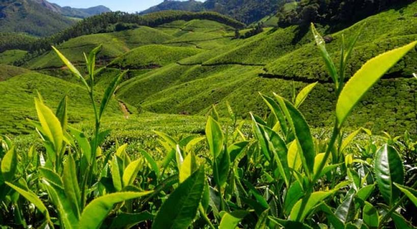 जानिए कौन से हैं दुनिया के सबसे खूबसूरत चाय के बागान
