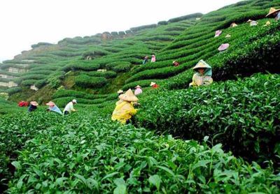 जानिए कौन से हैं दुनिया के सबसे खूबसूरत चाय के बागान