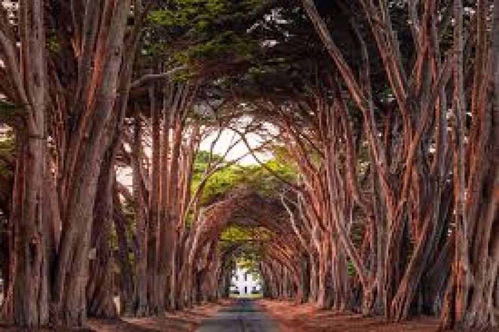 You will never have seen such a charisma of nature, in this place there is a tunnel in the trees