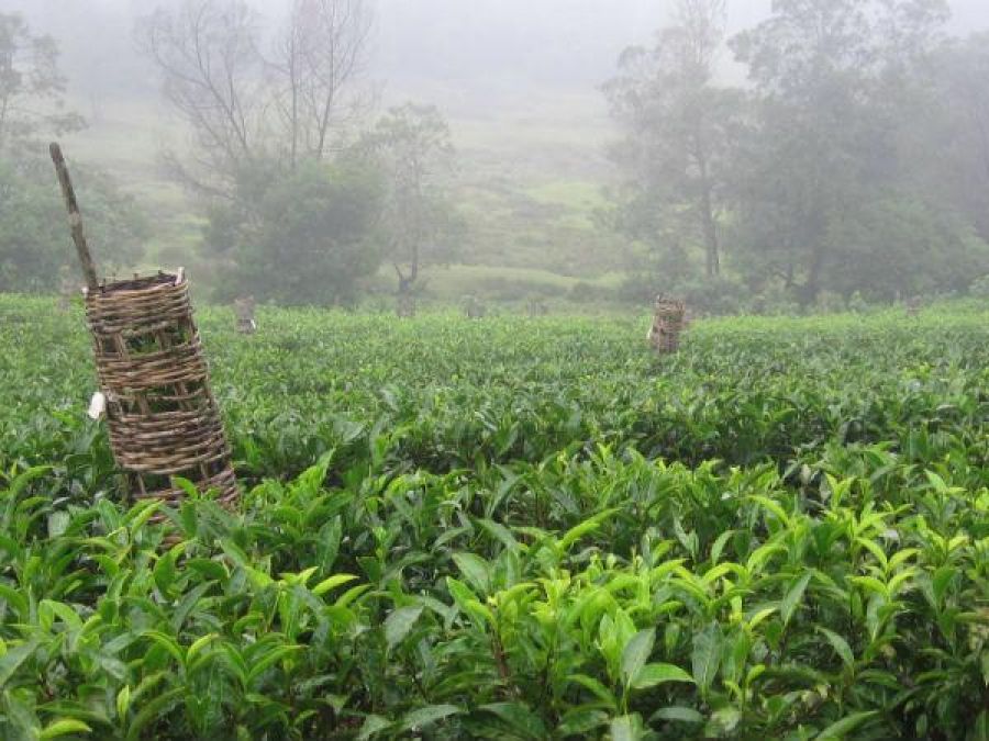 These Valleys of Assam will leave you awestruck