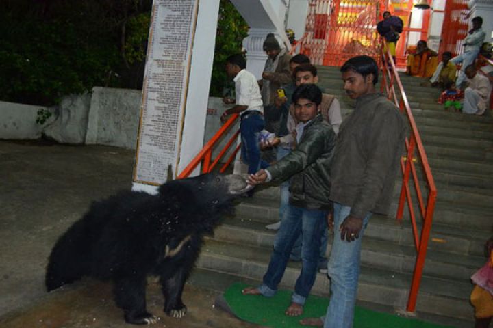 इस मंदिर में भालू करते है माँ चंडी की पूजा