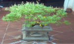 क्या आप जानते है तुलसी का पौधा घर में लगाने से कन्याओं को मिलता है योग्य वर