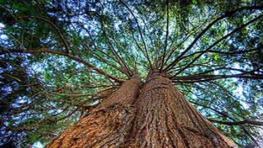 वातावरण में उगने वाले पेड़ पौधों का शुभ प्रभाव पड़ता है