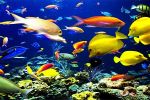 Fish Aquarium भी करता है आपके घर के वास्तु दोष दूर