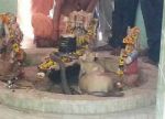 इस शिव मंदिर में पिछले 15 सालों से रोज़ आता हैं नाग, करने शिवलिंग की पूजा