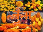 सिंहस्थ कुंभ :भक्तों को पूजा-रचना करने के लिए हजारों क्विंटल गेंदा के फूलों का होगा प्रबंध