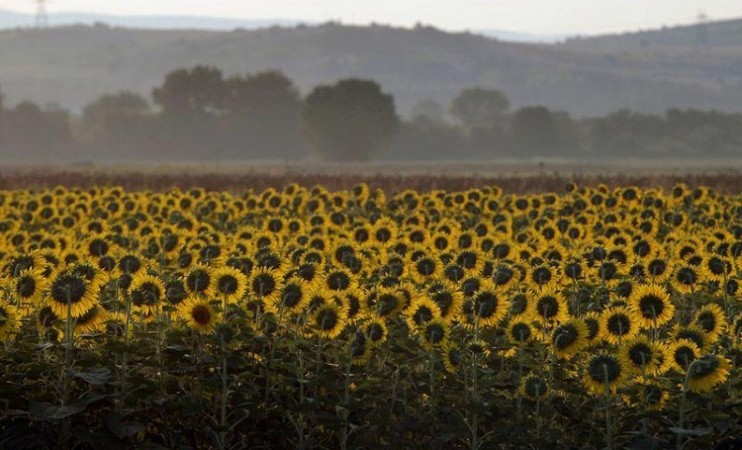 Agriculture Ministry to promote sunflower production in India