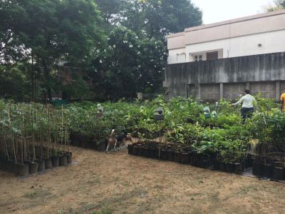 This treebank provides plants that purify air at Zero cost