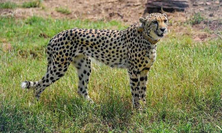 Cheetah  Strays out of KNP, Rescued By MP Forest Officials