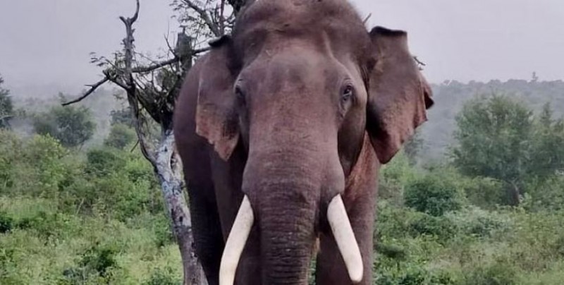 Operation to capture tusker to continue in Karnataka