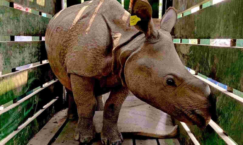Assam : Three rhino calves about to release soon, rescued in flood