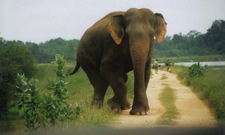 असम में जंगली हाथी के हमले में चार लोगों की मौत