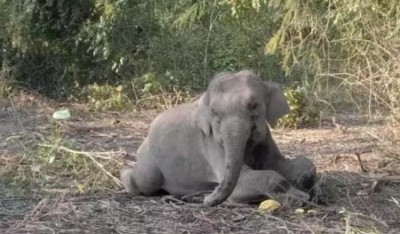 MP: Elephant killed by tiger in Bandhavgarh