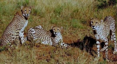 All cheetahs brought from SA to KNP released from quarantine to better facilities