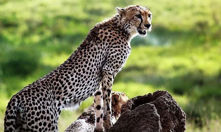 Kuno National Park: Namibian cheetahs get new names