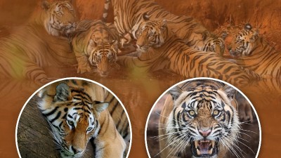 Big cats on roar as population soars!
